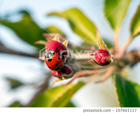Ladybug on apple tree flowers 107681117