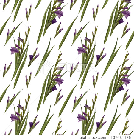 Watercolor gladioluses plant seamless pattern, hand drawn floral illustration of violet flowers buds and leaves. Isolated white background.Repeating design for print, wallpaper, wrapping paper textile Watercolor gladioluses plant seamless pattern, hand drawn floral illustration of violet flowers buds and leaves. Isolated white background.Repeating design for print, wallpaper, wrapping paper textile 107681126