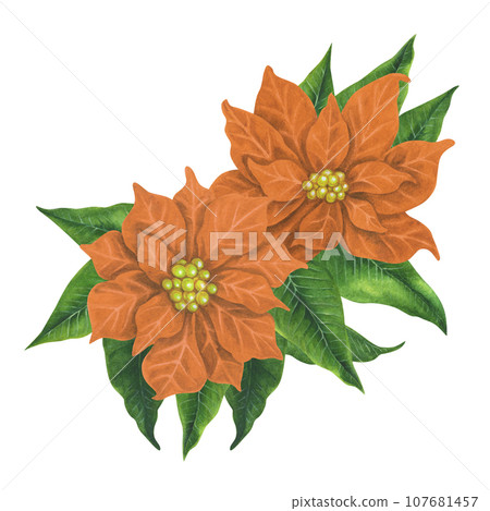 Apricot watercolor Christmas poinsettia flowers with green leaves 107681457