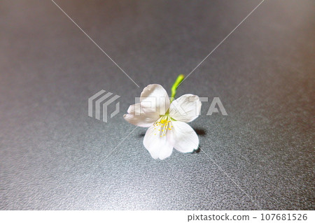 Cherry blossoms in full bloom, cherry blossoms, cherry blossoms, cherry blossoms, petals, someiyoshino 107681526