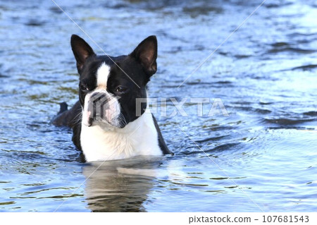波士頓梗犬Mighty進入了河邊嬉戲的熱門地點宮古川的淺灘，凝視著山谷♡ 107681543