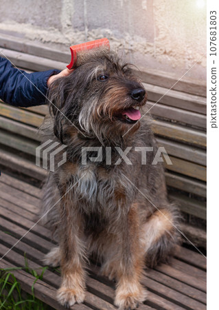 Little girl combing a dog outside Long shedding dogs coat on comb for pets in hand Excess seasonal canine hair loss care Little girl combing a dog outside Long shedding dogs coat on comb for pets in hand Excess seasonal canine hair loss care 107681803
