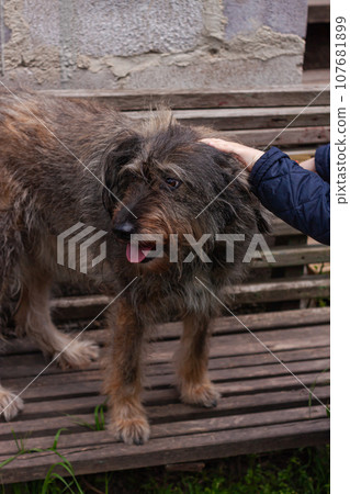 Little girl combing a dog outside Long shedding dogs coat on comb for pets in hand Excess seasonal canine hair loss care 107681899