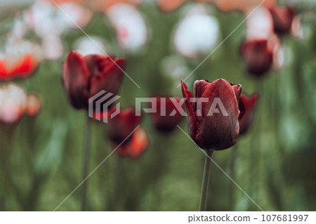 Netherlands tulips close-up selective focus blurred background. Tender flower blossom garden spring season Modern toning 107681997
