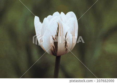Netherlands tulips close-up selective focus blurred background. Tender flower blossom garden spring season Modern toning 107682000