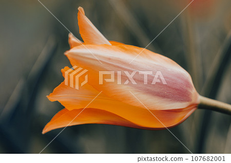 Netherlands tulips close-up selective focus blurred background. Tender flower blossom garden spring season Modern toning 107682001