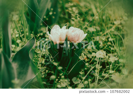 Netherlands tulips close-up selective focus blurred background. Tender flower blossom garden spring season Modern toning 107682002