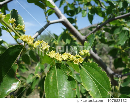 Jujube flowers 107682182