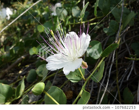 Caper flower 107682253