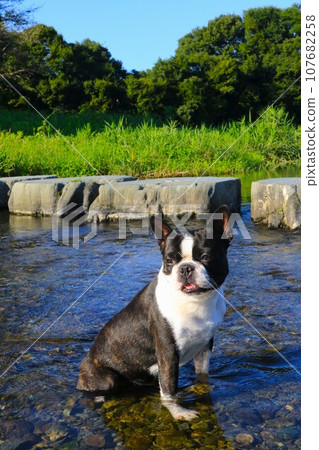 波士頓梗犬 Mighty 進入河邊嬉戲勝地宮古川的淺水區時看起來很可愛♡ 波士頓梗犬 Mighty 進入河邊嬉戲勝地宮古川的淺水區時看起來很可愛♡ 107682258