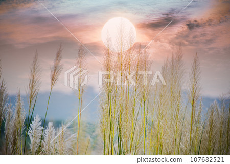Wild Sugarcane Dreams 107682521