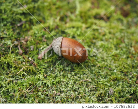 落在苔蘚上的橡子 107682638