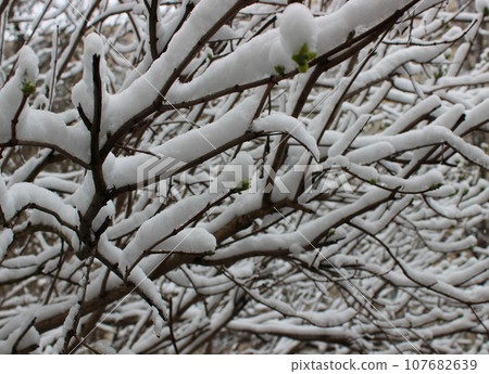 Shrub Branches Under Snow After Snowfall Texture Background 107682639