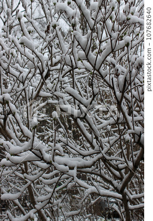 Tree Branches With Small Green Buds Under Snow Cap Texture Background 107682640