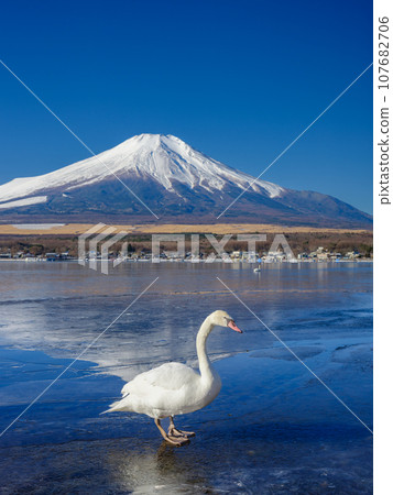 山梨縣_結冰的山中湖、富士山、天鵝風光 107682706