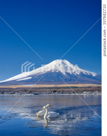 山梨縣_結冰的山中湖、富士山、天鵝風光 107682710