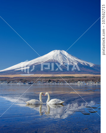 山梨縣_結冰的山中湖、富士山、天鵝風光 107682715