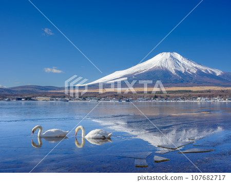 Yamanashi_Frozen Lake Yamanaka, Mt. Fuji, and swan scenery Yamanashi_Frozen Lake Yamanaka, Mt. Fuji, and swan scenery 107682717