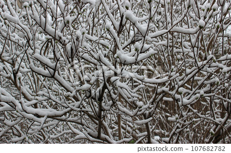 Thin twigs of shrubs are covered with a layer of snow texture background  107682782