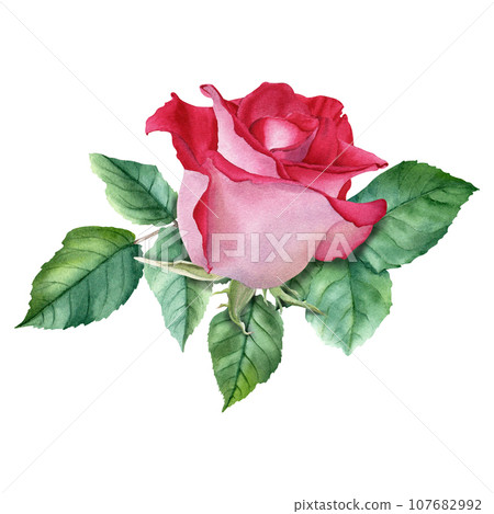 A composition with red rose bloom and leaves. Watercolor Illustration isolated on white for cards invitation clipart 107682992