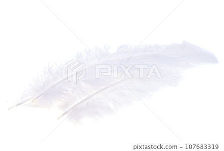 white feather white feather 107683319