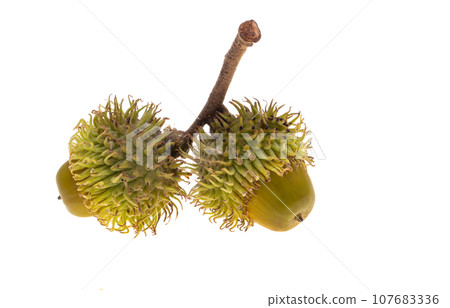 oak acorn isolated oak acorn isolated 107683336