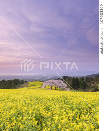 Nagasaki_ Spectacular scenery of rape blossoms and cherry blossoms at Shirakimine Plateau 107683369