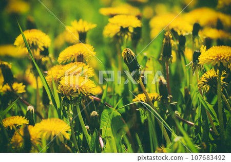 Dandelion flower meadow 107683492