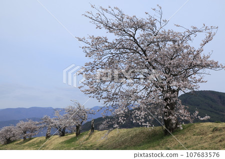 壬生川河堤上的櫻花 107683576