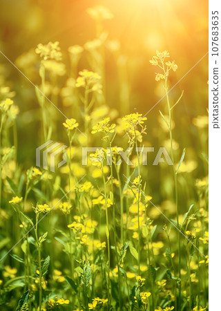Rapeseed spring flowers 107683635