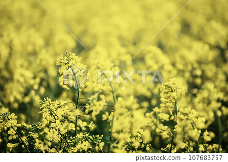 Rapeseed spring flowers 107683757