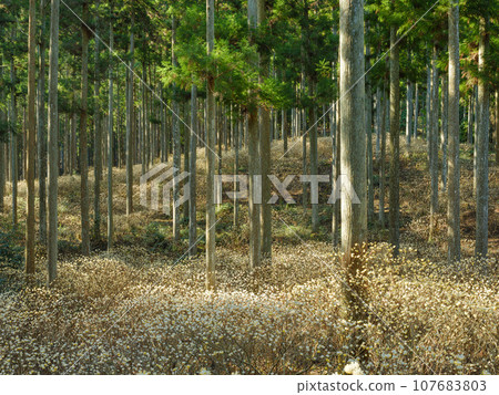 Spectacular scenery of Mitsumata colony Spectacular scenery of Mitsumata colony 107683803