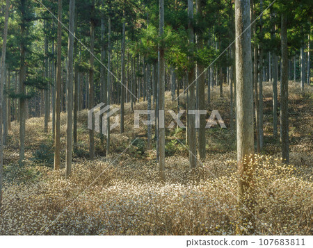 三俁殖民地的壯麗景色 三俁殖民地的壯麗景色 107683811