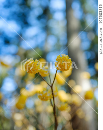 Spectacular scenery of Mitsumata colony 107683816