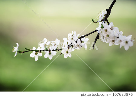 Apricot tree blossoms Apricot tree blossoms 107683876