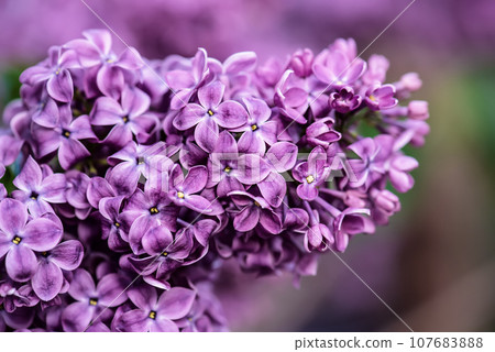 Lilac flowers macro Lilac flowers macro 107683888