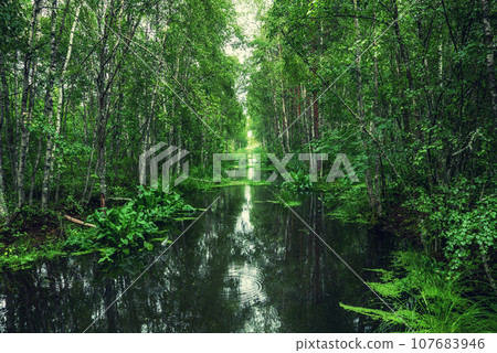 Swamp in the forest Swamp in the forest 107683946