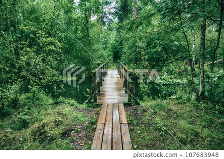 Summer moody forest Summer moody forest 107683948