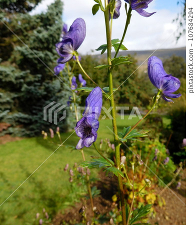 Iceland Summer Akureyri Botanical Garden Aconitum variegatum 107684294