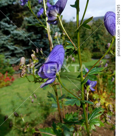 Iceland Summer Akureyri Botanical Garden Aconitum variegatum 107684295