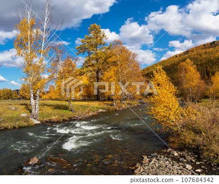 Colorful autumn landscape with golden leaves on trees turquoise stormy mountain river in sunshine. Bright scenery with mountain river and yellow trees in autumn colors in fall time. Colorful autumn landscape with golden leaves on trees turquoise stormy mountain river in sunshine. Bright scenery with mountain river and yellow trees in autumn colors in fall time. 107684342