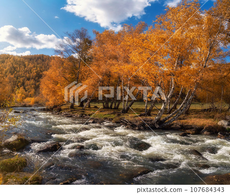 Colorful autumn landscape with golden leaves on trees  turquoise stormy mountain river in sunshine. Bright scenery with mountain river and yellow trees in autumn colors in fall time. 107684343