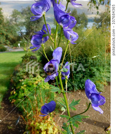 Iceland Summer Akureyri Botanical Garden Aconitum variegatum Iceland Summer Akureyri Botanical Garden Aconitum variegatum 107684365