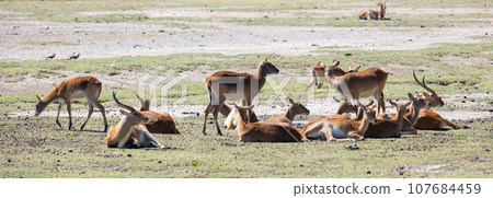 Cobe lechwe african antelope of genus waterbuck 107684459