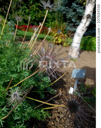Iceland summer Akureyri botanical garden pulsatilla albana species 107684506