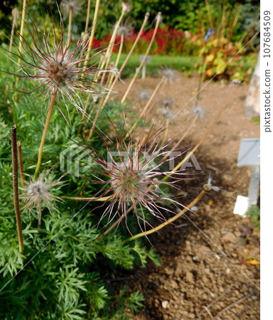 Iceland summer Akureyri botanical garden pulsatilla albana species 107684509