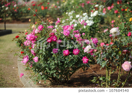Arao City Ominous Citizen Flower Bed Rose Flower, 107684540