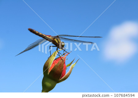 Creatures I met in October_Dragonfly (Akiakane) Creatures I met in October_Dragonfly (Akiakane) 107684594