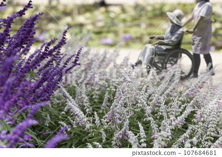 Two wheelchairs walking in a flowering park Two wheelchairs walking in a flowering park 107684681