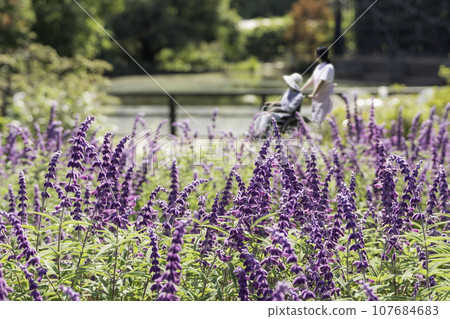 Two wheelchairs walking in a flowering park Two wheelchairs walking in a flowering park 107684683